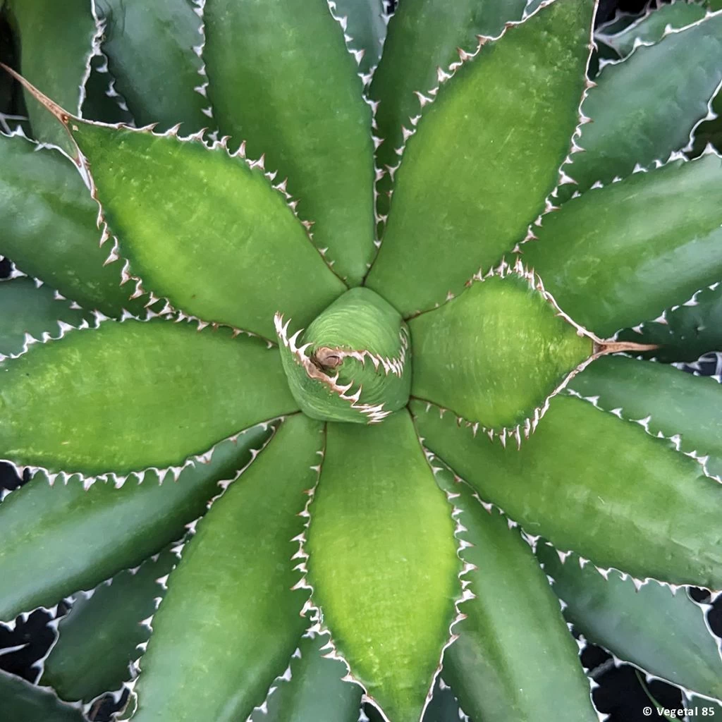 Agave Horrida