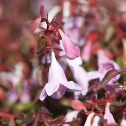 Abelia Pinky Bells