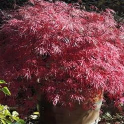 Érable Du Japon - Acer Palmatum Dissectum Firecracker