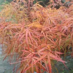 Erable Du Japon - Acer Palmatum Villa Taranto