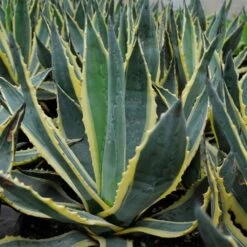 Agave Americana Variegata - Agave D'Amérique