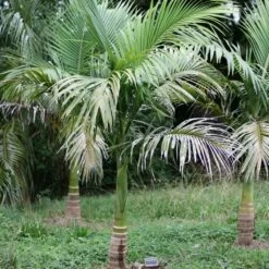 Archontophoenix Maxima - Palmier Royal