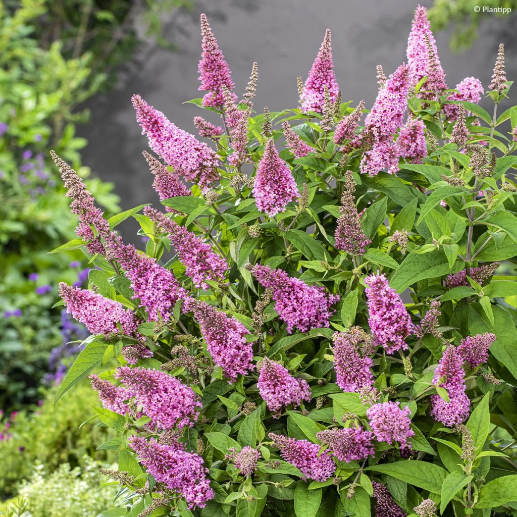 Buddleja Davidii Butterfly Butterfly Candy Little Pink - Arbre Aux Papillons Nain
