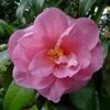 Camélia Donation - Camellia (x) Williamsii