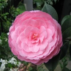 Camélia EG Waterhouse - Camellia (x) Williamsii