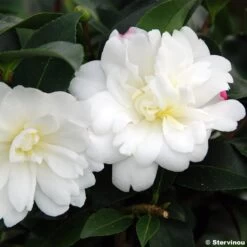Camélia D'automne - Camellia Sasanqua Fuji No Yuki