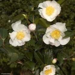 Camélia D'automne - Camellia Sasanqua Hinode-Gumo