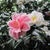 Camélia Lady Vansittart - Camellia Japonica