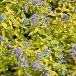 Caryopteris Incana Sunshine Blue - Barbe-bleue, Spirée Bleue