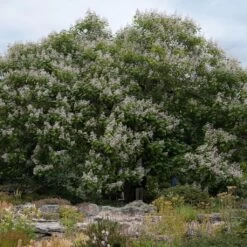 Catalpa Erubescens Purpurea - Catalpa Pourpre