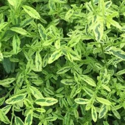 Céanothe Impressus Lemon & Lime - Lilas De Californie