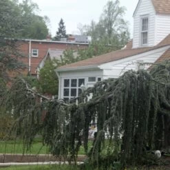 Cèdre De L'Atlas Pleureur - Cedrus Libani Atlantica Pendula