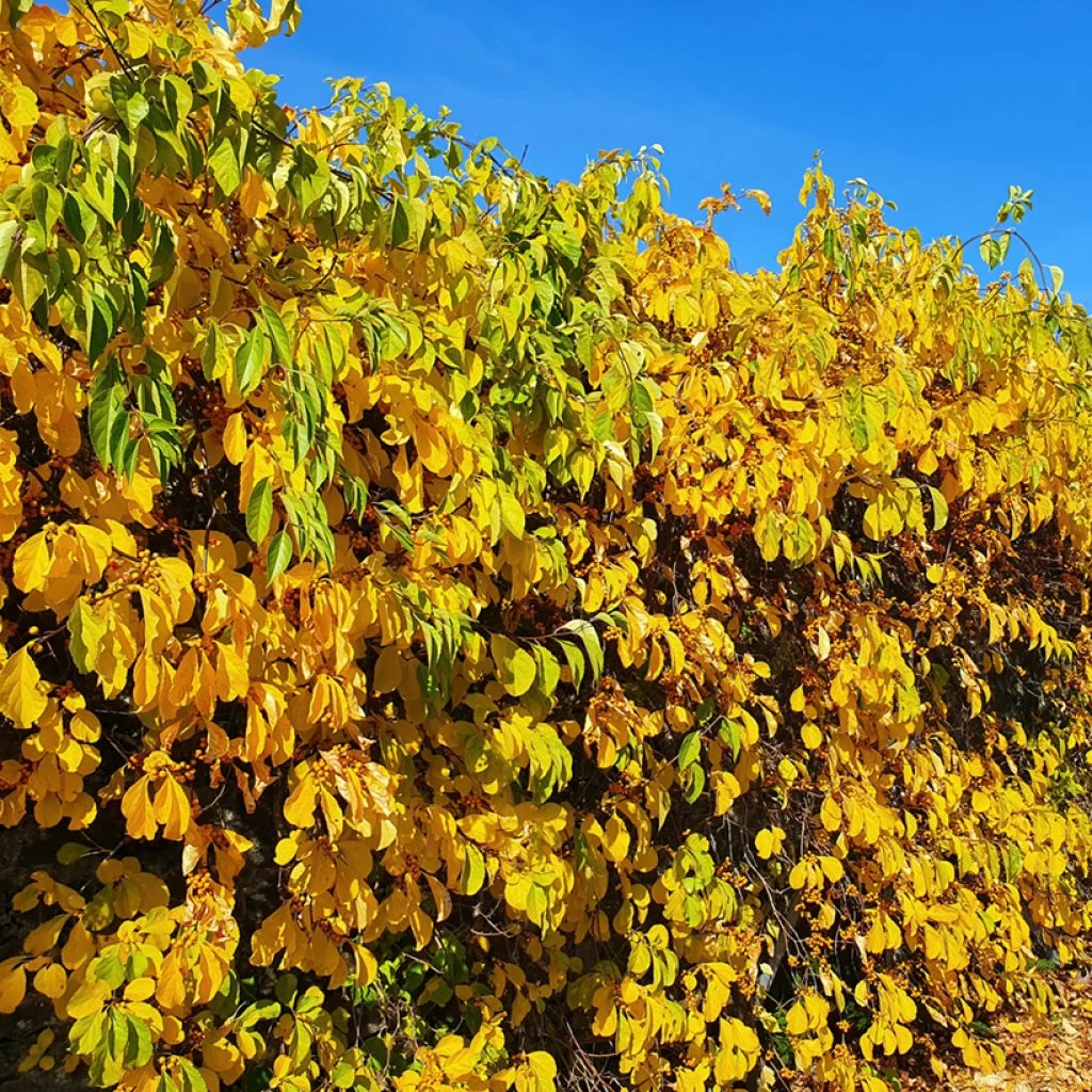 Celastrus Orbiculatus Hercules - Célastre Ou Bourreau Des Arbres (mâle)
