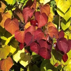 Cercis Canadensis Eternal Flame - Gainier Du Canada