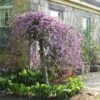 Cercis Canadensis Lavender Twist - Gainier Du Canada Pleureur Rose