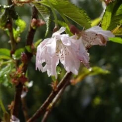 Cerisier à Fleurs Du Japon Nain - Prunus Incisa Oshidori