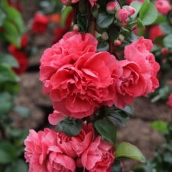 Cognassier Du Japon Pink Storm - Chaenomeles Speciosa