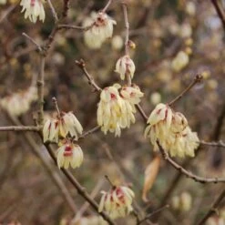 Chimonanthus Praecox Grandiflorus