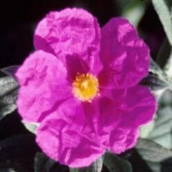 Cistus Pulverulentus Sunset - Ciste Pulvérulent