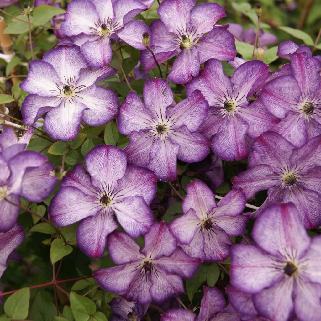 Clématite - Clematis Super Nova