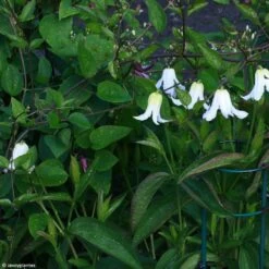 Clématite - Clematis Integrifolia Baby White