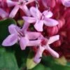 Clerodendrum Bungei - Clérodendron De Bunge