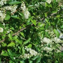 Clethra Alnifolia