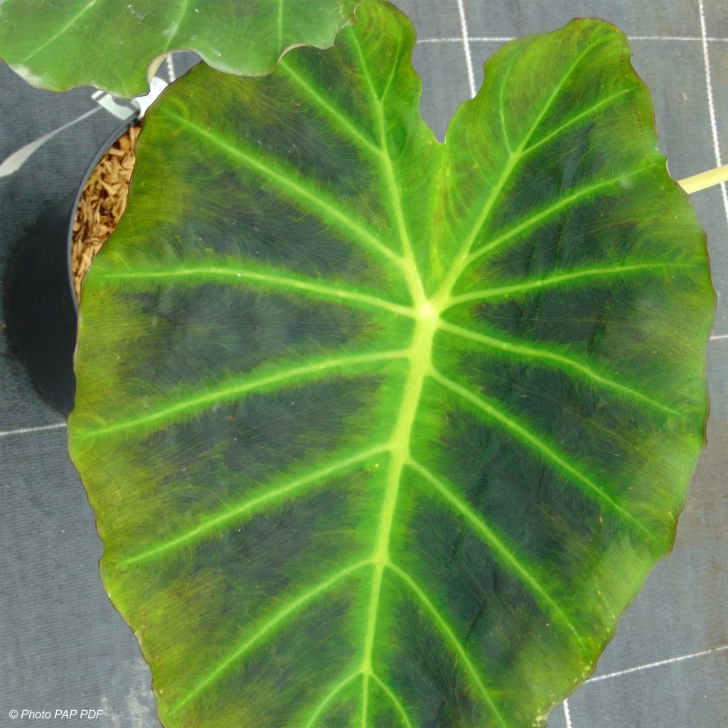 Colocasia Imperial Gigante - Oreille D'Eléphant