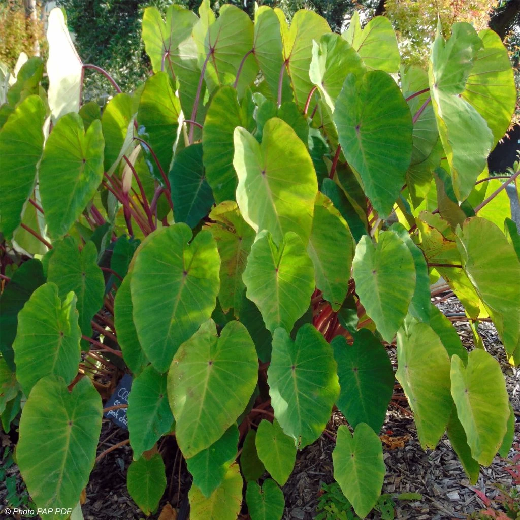 Colocasia Pink China - Oreille D'Eléphant