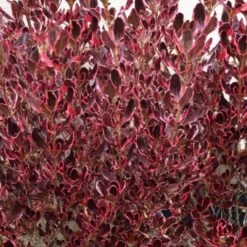 Coprosma Pacific Dawn