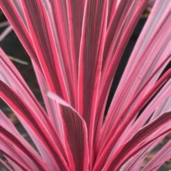 Cordyline Australis Sunrise