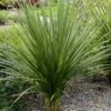 Cordyline Indivisa