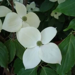 Cornus Eddie's White Wonder - Cornouiller Hybride.
