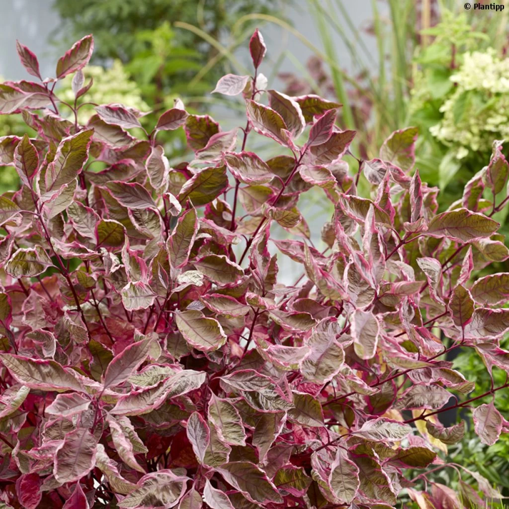 Cornus Alba Miracle - Cornouiller Blanc