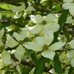 Cornus Capitata - Cornouiller De L'Himalaya