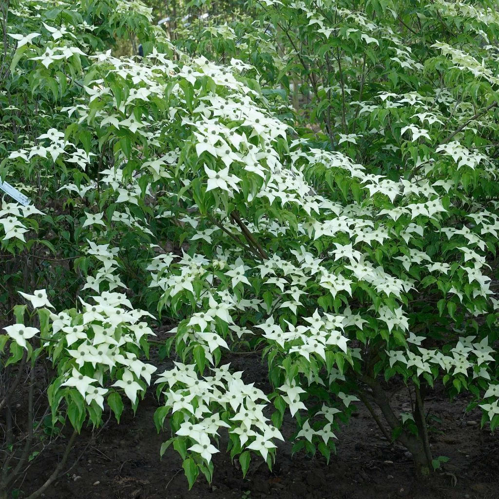 Cornus Kousa Chinensis - Cornouiller De Chine