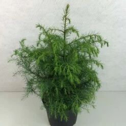 Cryptomeria Japonica Elegans Viridis