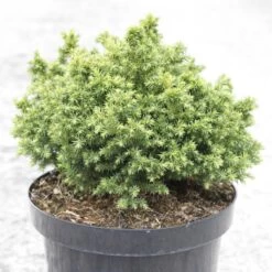 Cryptomeria Japonica Vilmoriniana