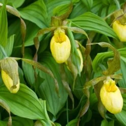 Cypripedium Kristi Lyn - Sabot De Vénus Hybride