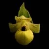 Cypripedium Flavum - Sabot De Vénus Jaune Pâle