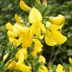 Genêt à Balais - Cytisus Scoparius Vanesse