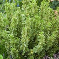 Euonymus Japonicus Microphyllus Albovariegatus - Fusain Du Japon