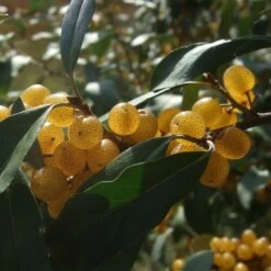 Elaeagnus Umbellata Fortunella - Goumi Du Japon