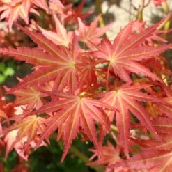 Erable Du Japon - Acer Palmatum Brown Sugar