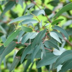 Eucalyptus Saxatilis - Mallée Des Rochers