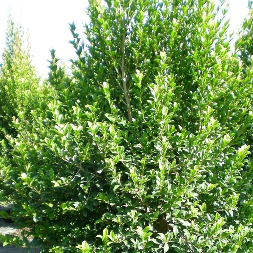 Eugenia Myrtifolia New Port - Myrte D'Australie