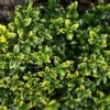Euonymus Japonicus Microphyllus Aureovariegatus - Fusain