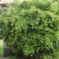 Fargesia Murielae Dino - Bambou Non Traçant