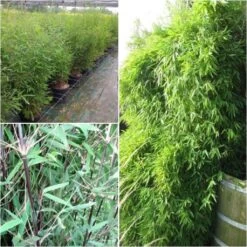 Fargesia Nitida Black Pearl - Bambou Non Traçant