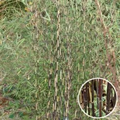 Fargesia Sp Jiuzhaigou Deep Purple - Bambou Non Traçant.